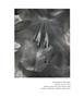 Page: - 136 | Aperture