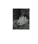 Page: - 27 | Aperture