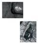 Page: - 34 | Aperture