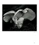 Page: - 43 | Aperture
