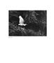 Page: - 62 | Aperture