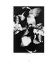 Page: - 38 | Aperture