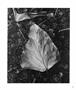 Page: - 49 | Aperture