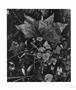 Page: - 53 | Aperture