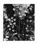 Page: - 61 | Aperture