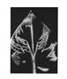 Page: - 15 | Aperture