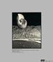 Page: - 82 | Aperture