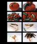 Page: - 32 | Aperture
