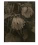 Page: - 74 | Aperture