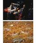 Page: - 81 | Aperture