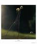 Page: - 71 | Aperture
