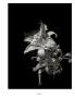 Page: - 127 | Aperture