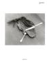 Page: - 53 | Aperture
