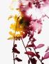 Page: - 113 | Aperture